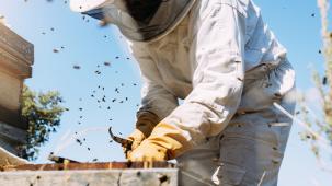 photo of beekeeping