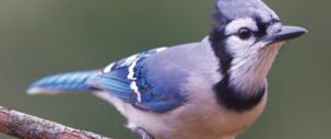 Image of a blue jay