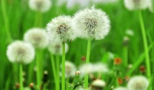 Photo of a dandelion weed