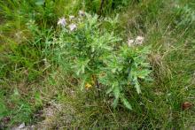 Canada thistle (noxious): Prevent growth and spread or uproot and bring to the diseased wood pile.
