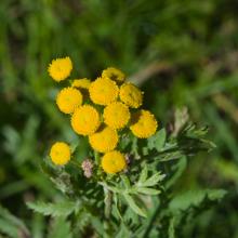 Common tansy (noxious): Prevent growth and spread or uproot and bring to the diseased wood pile.