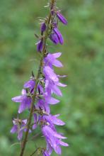 Creeping bellflower (noxious): Prevent growth and spread or uproot and bring to the diseased wood pile.