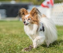2016 - Dog Agility Canadian Open 21
