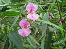 Himalayan balsam (prohibited noxious): Destroy by uprooting and bringing to the diseased wood pile.