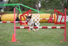 National dog agility championship at William F. Lede Park