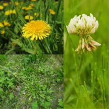 Keep nuisance weeds like dandelions, white clover and broadleaf plantain shorter than 10 cm.