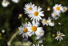 Scentless chamomile (noxious): Prevent growth and spread or uproot and bring to the diseased wood pile.