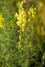 Yellow toadflax (noxious): Prevent growth and spread or uproot and bring to the diseased wood pile.