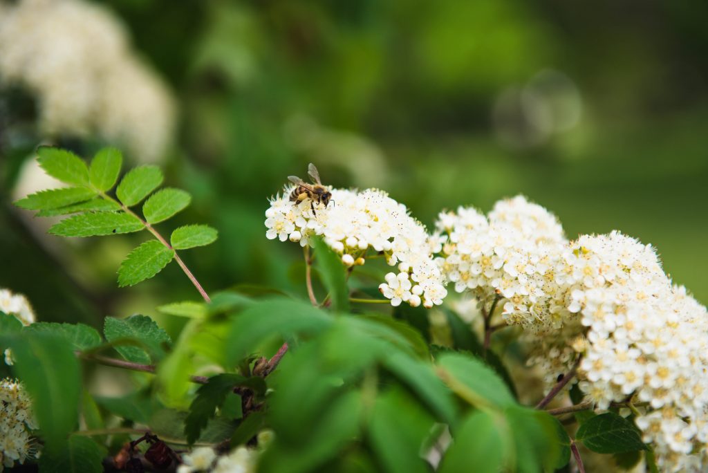 Bee on white flowers with green leaves in a garden setting.