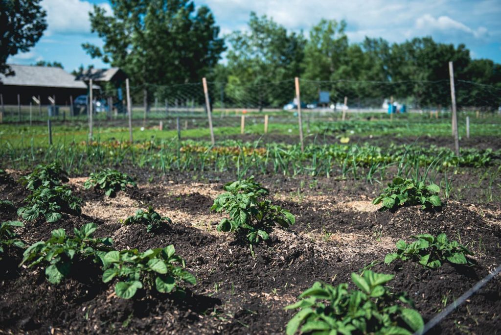 A rural garden with rows of green plants, surrounded by a wire fence, under a partly cloudy sky.