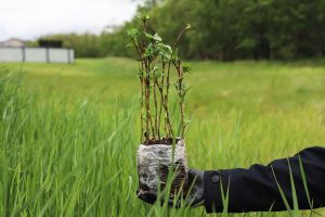 A person's gloved hand holds a small potted plant with green shoots in a grassy field.