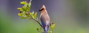 A bird with a brown crest and black mask sits on a branch with green leaves and small red berries against a blurred background.