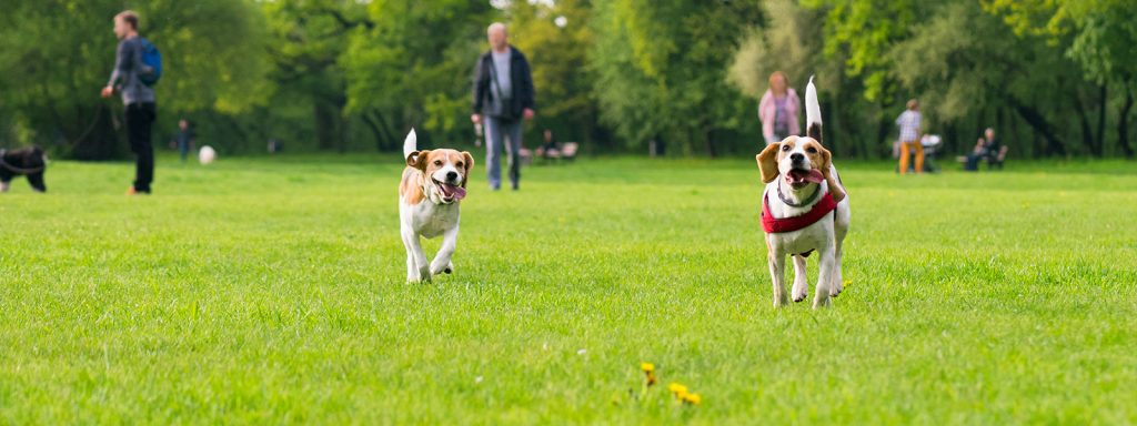 Two dogs running on grass in a park, with people walking in the background among green trees.