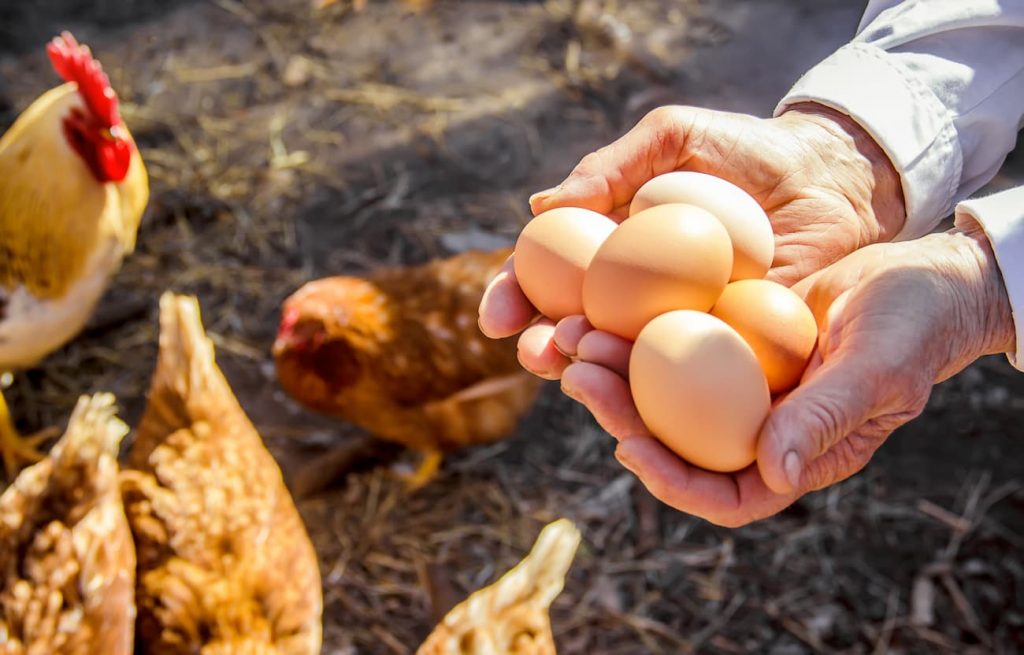 Person holding six eggs with chickens and a rooster in the background on a farm.