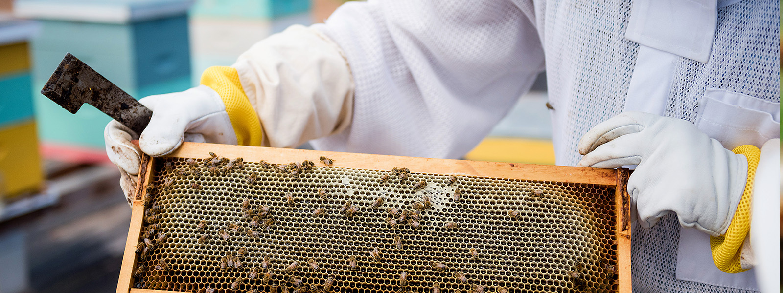 http://Beekeeper%20holding%20a%20wooden%20frame%20with%20bees%20on%20honeycomb,%20wearing%20protective%20clothing%20and%20gloves,%20with%20hives%20in%20the%20background.