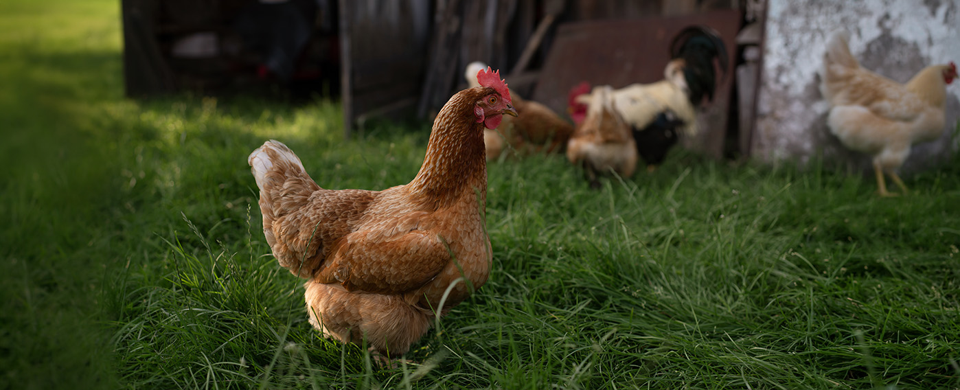 Chicken standing in grass with other chickens in the background.